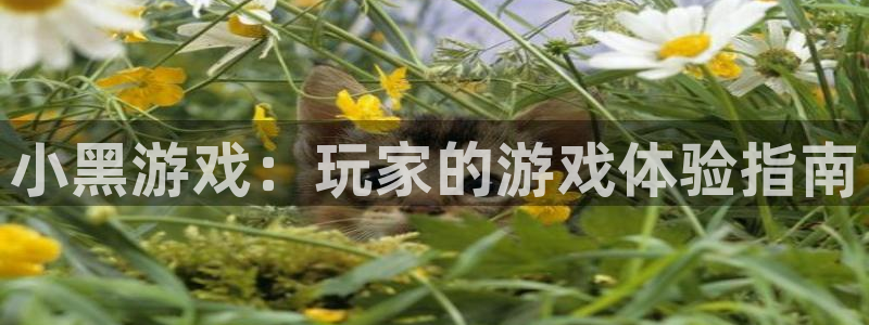 星欧娱乐官网：小黑游戏：玩家的游戏体验指南